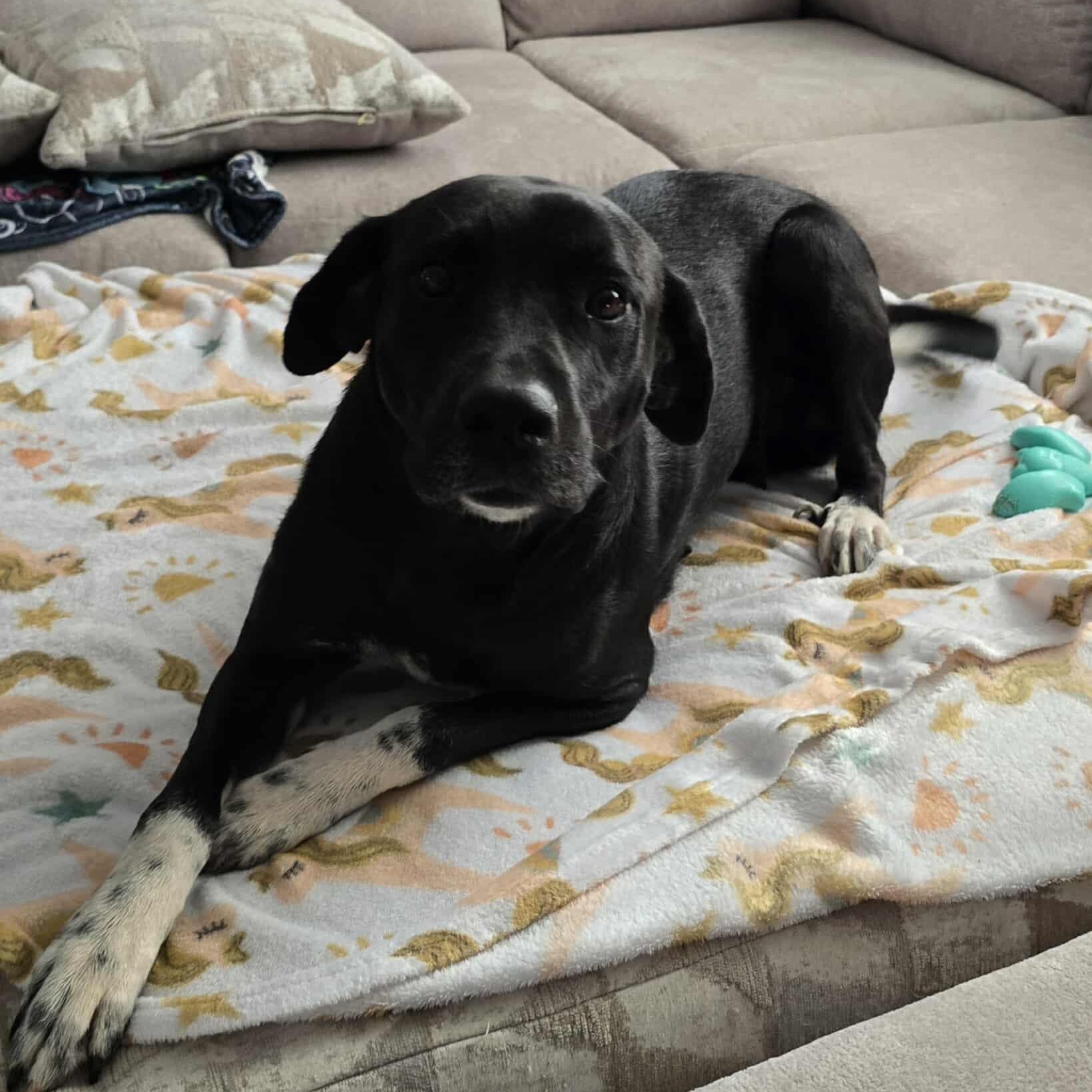 Enlarge Mabel, a Adoptable mixed breed in Cedar Rapids, IA image 5/5