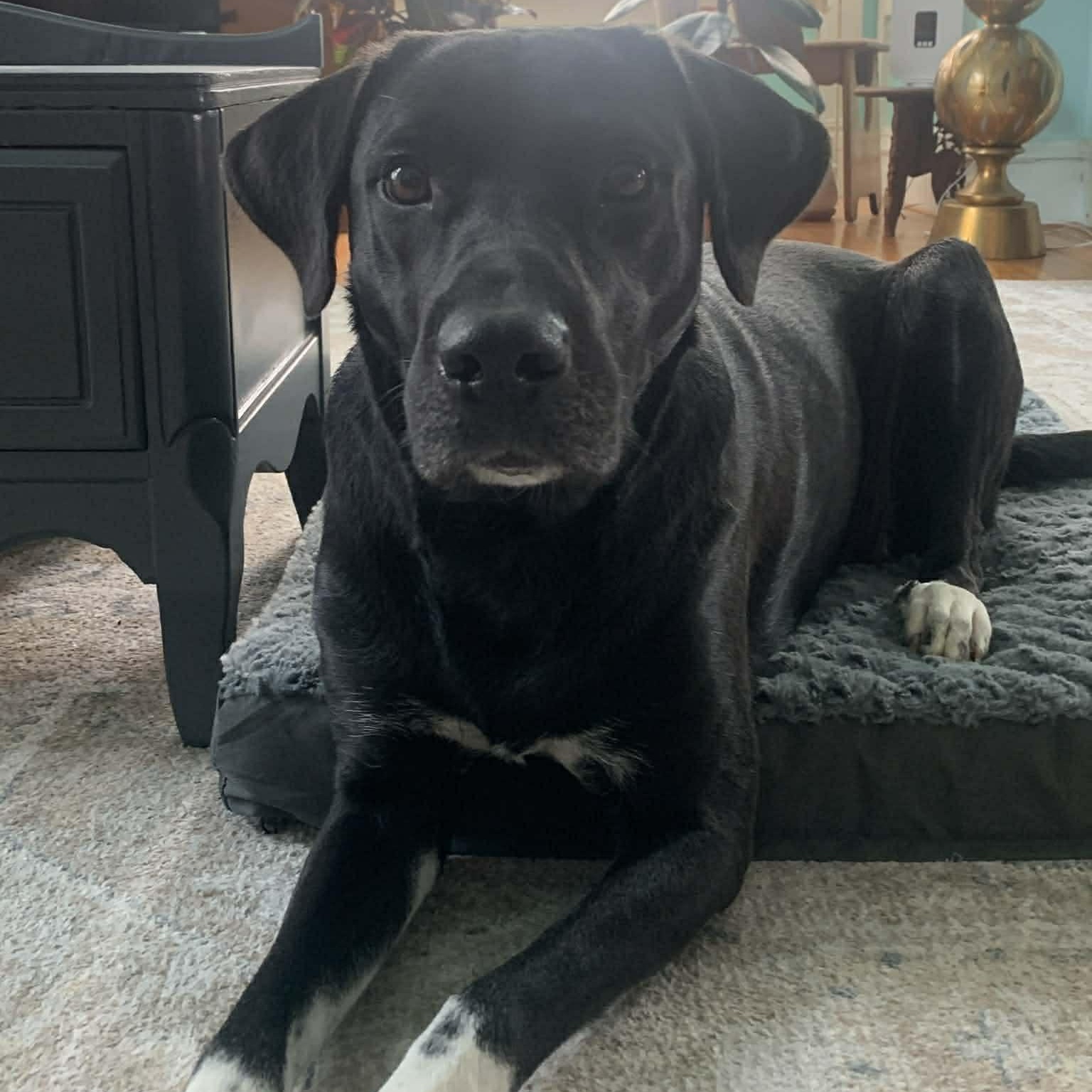 Mabel, Adoptable, Adult Female Labrador Retriever & Mixed Breed.