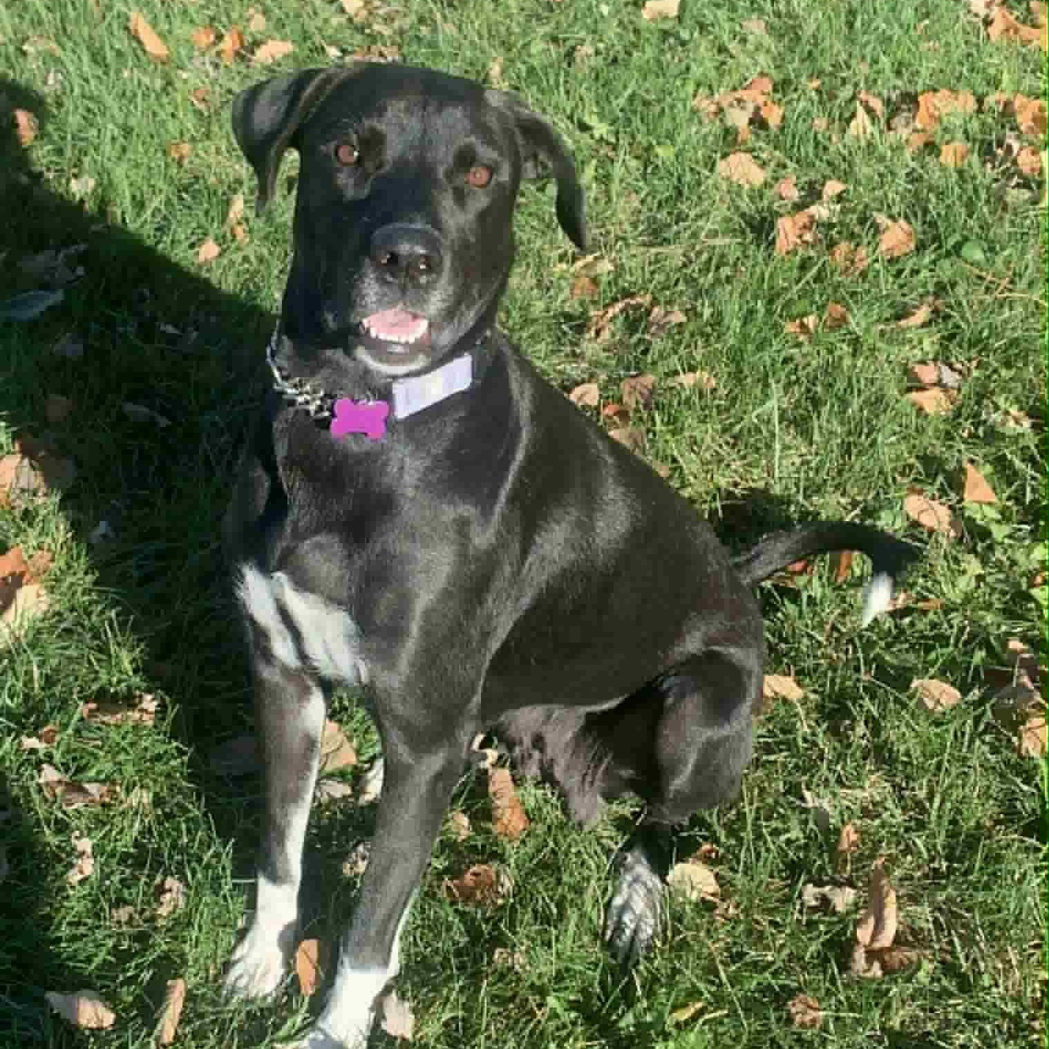 Enlarge Mabel, a Adoptable mixed breed in Cedar Rapids, IA image 4/5