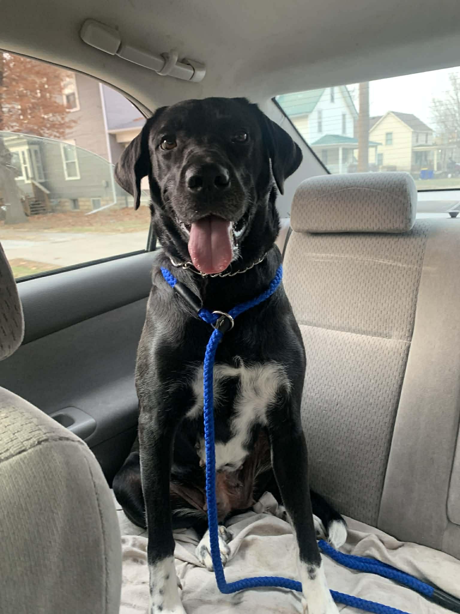 Enlarge Mabel, a Adoptable mixed breed in Cedar Rapids, IA image 2/5