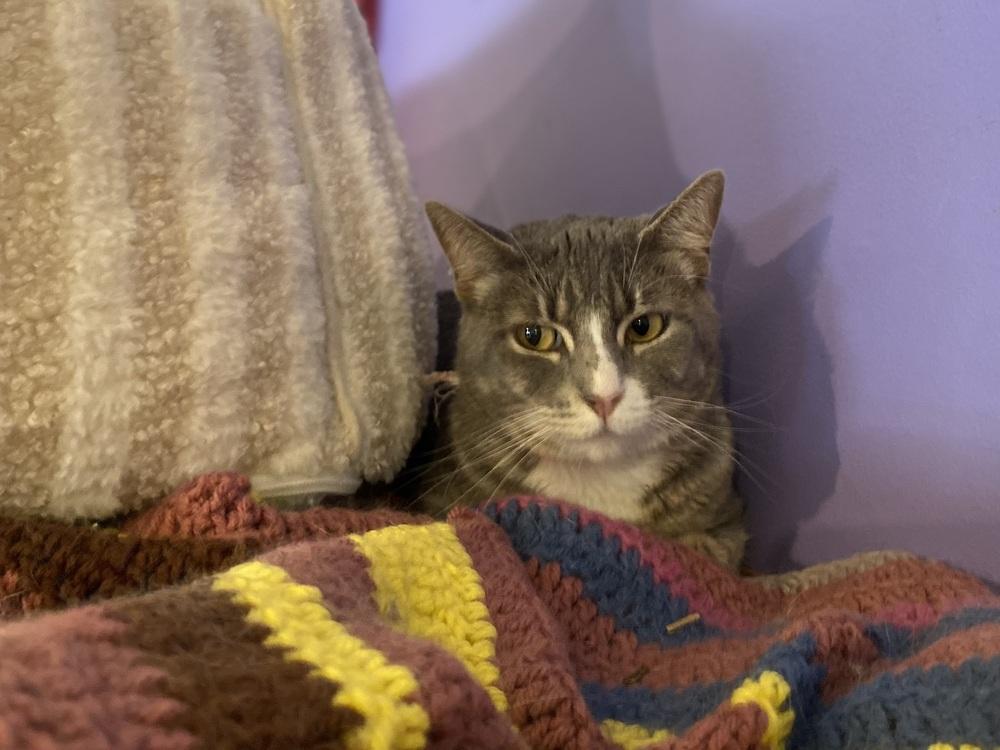 Christine, a Adoptable mixed breed in Lafayette, CO image 3/4