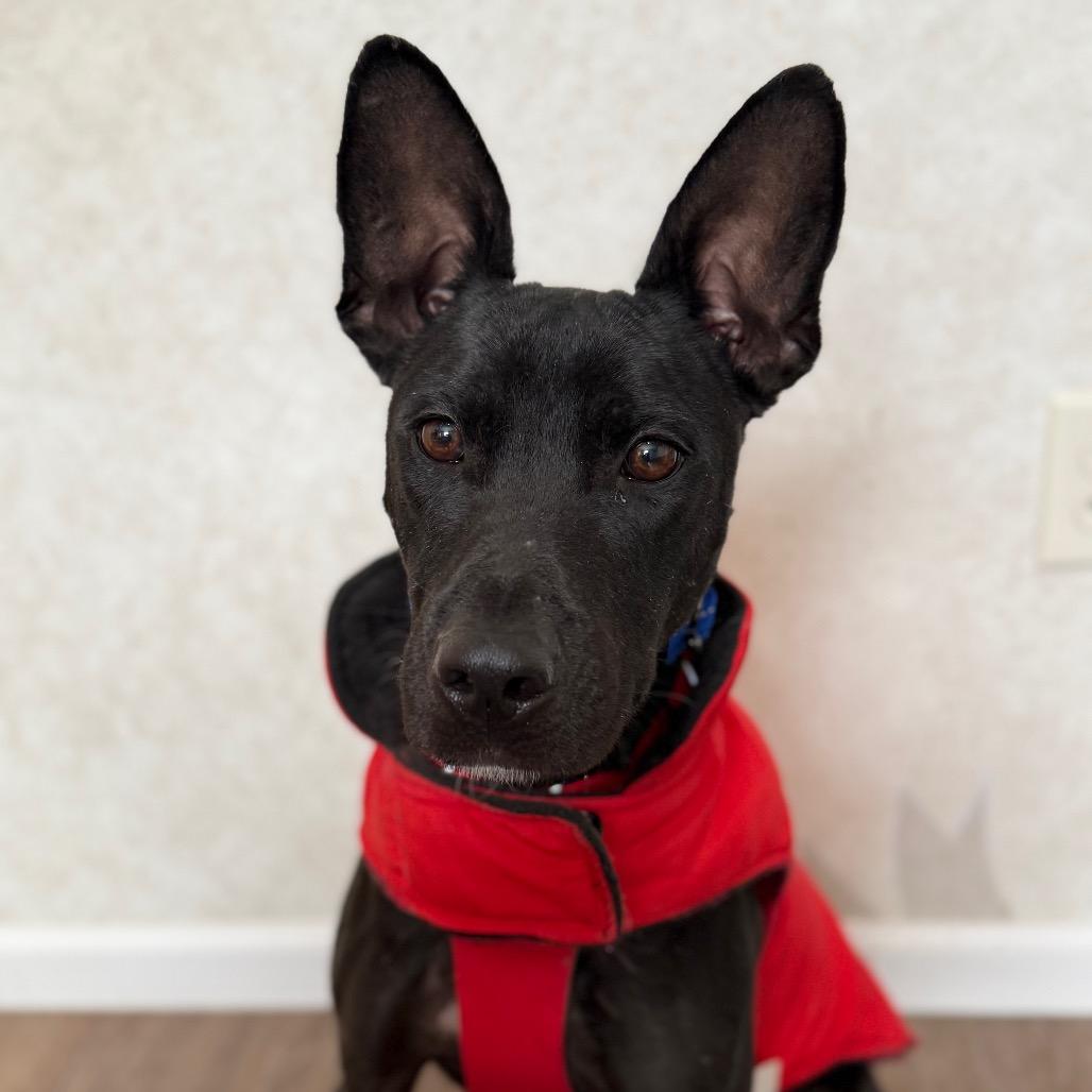 Pascal, Adoptable, Young Male Mixed Breed.