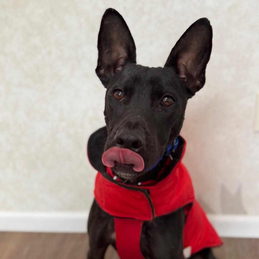 Pascal, a Adoptable Mixed Breed in Oxford, ME image 2/5