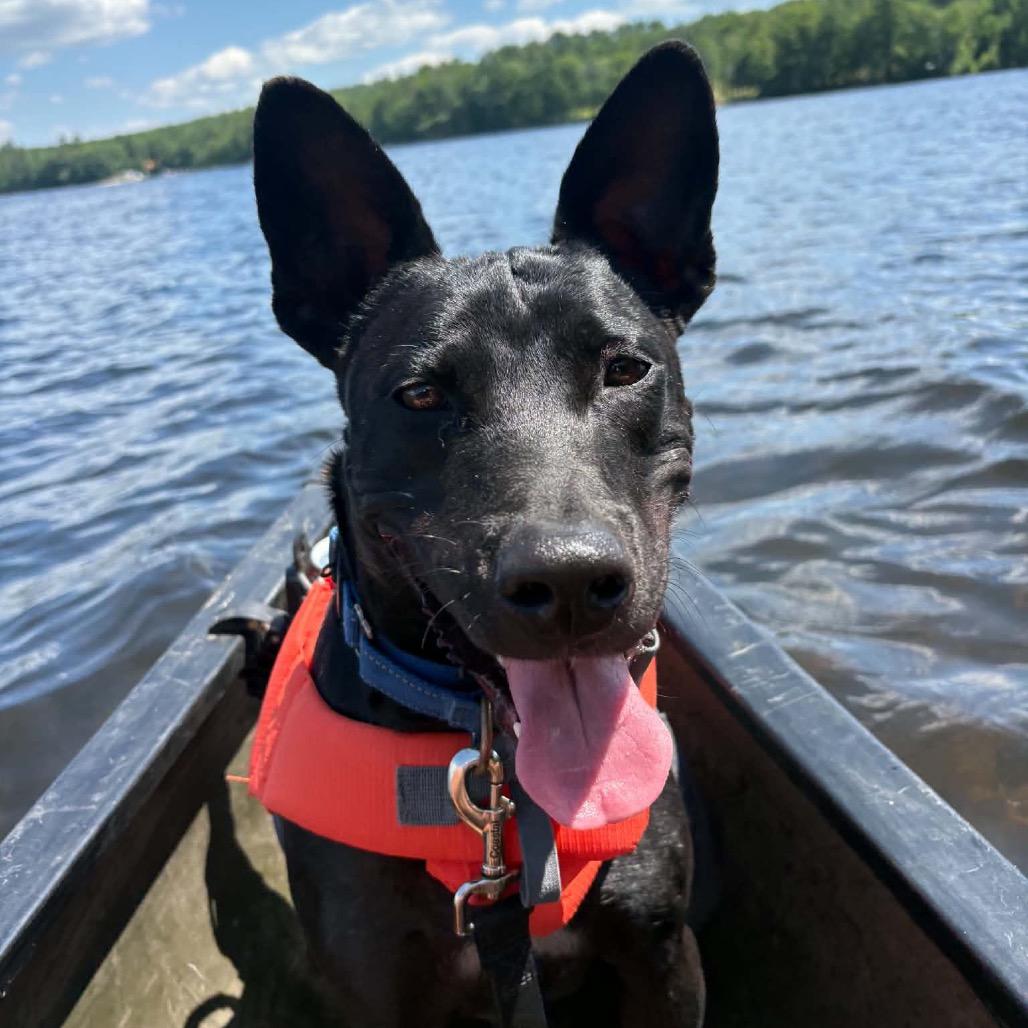 Enlarge Pascal, a Adoptable Mixed Breed in Oxford, ME image 2/6