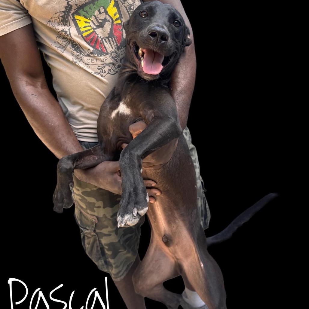 Pascal, a Adoptable Mixed Breed in Oxford, ME image 3/5