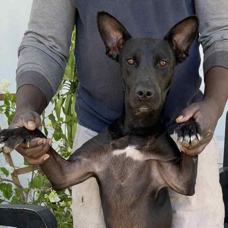 Pascal, a Adoptable Mixed Breed in Oxford, ME image 4/5