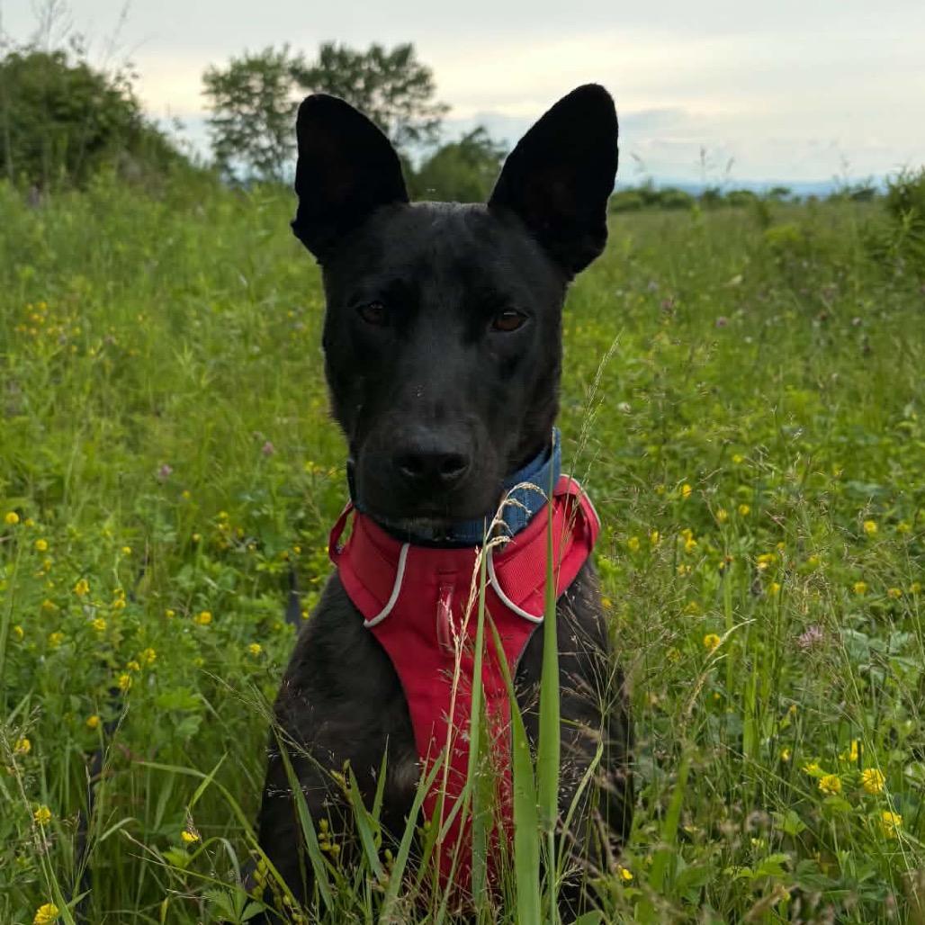 Enlarge Pascal, a Adoptable Mixed Breed in Oxford, ME image 5/6