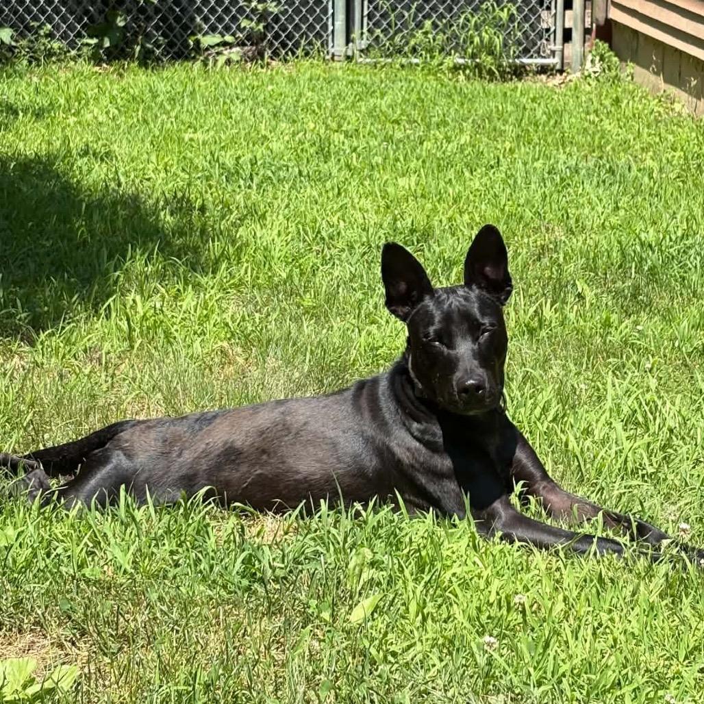 Enlarge Pascal, a Adoptable Mixed Breed in Oxford, ME image 6/6
