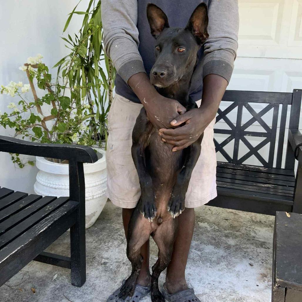 Pascal, a Adoptable Mixed Breed in Oxford, ME image 5/5