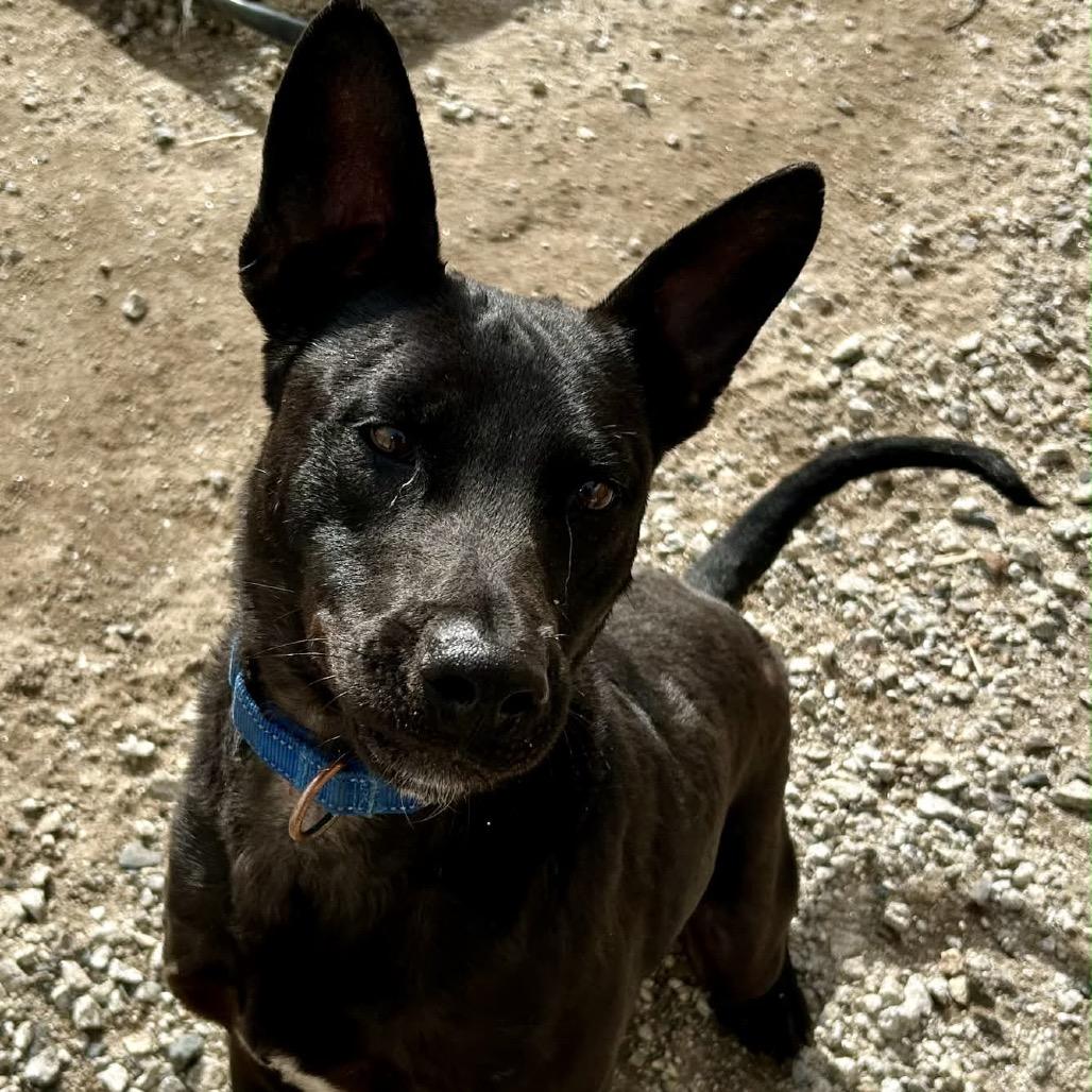Enlarge Pascal, a Adoptable Mixed Breed in Oxford, ME image 4/4