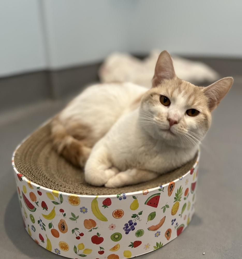 Enlarge Estaban, a Adoptable mixed breed in Norristown, PA image 1/2