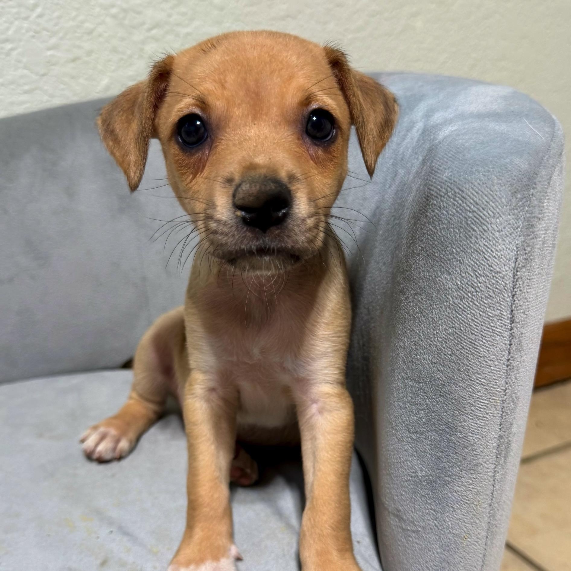 Pearl, Adoptable, Puppy Female Rat Terrier & Beagle.