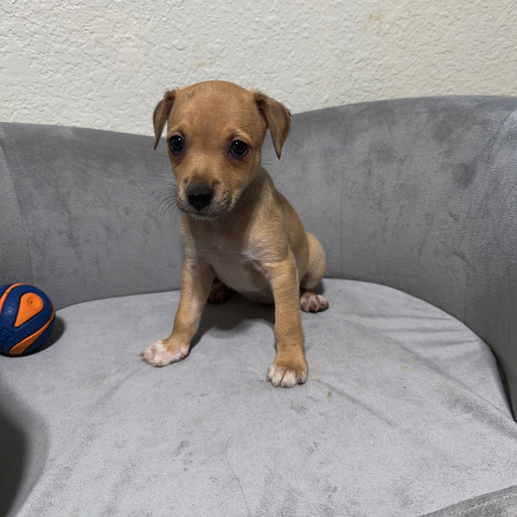 Enlarge Pearl, a Adoptable mixed breed in High Ridge, MO image 2/4
