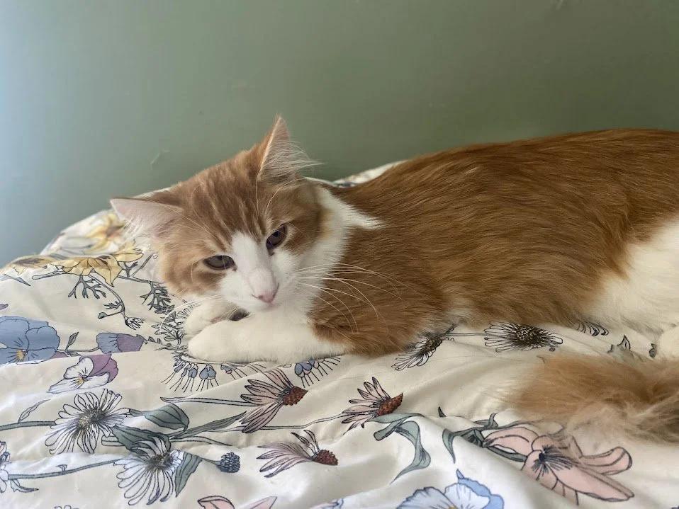 Enlarge Hibachi, an adopted mixed breed in Winona, MN image 3/5