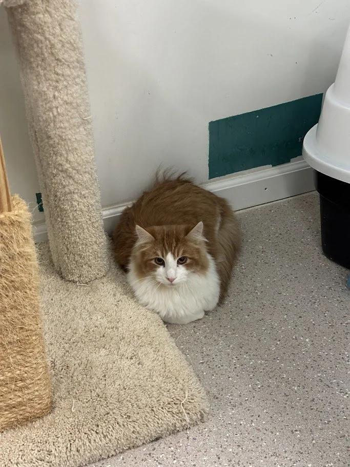 Enlarge Hibachi, an adopted mixed breed in Winona, MN image 2/5