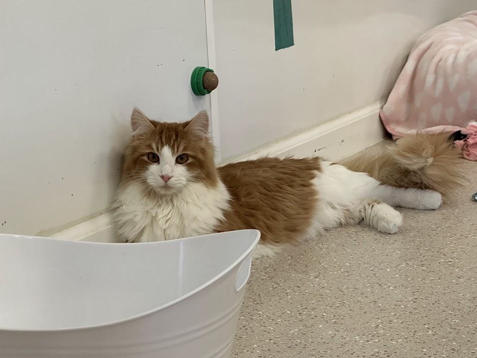 Hibachi, adopted, Young Male Domestic Long Hair.