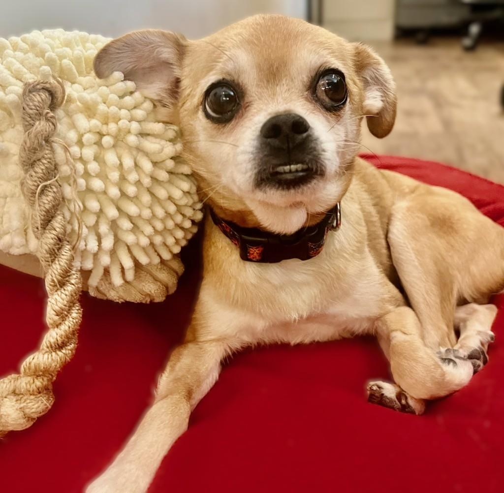 BEAN, adopted, Adult Female Chug.