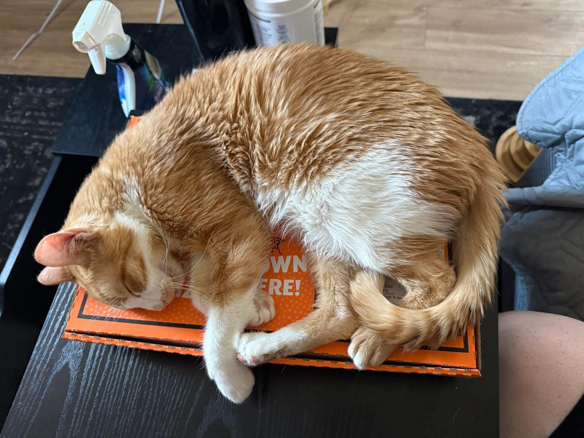 Enlarge Stuart, an adoptable mixed breed in Bridgeville, PA image 2/5