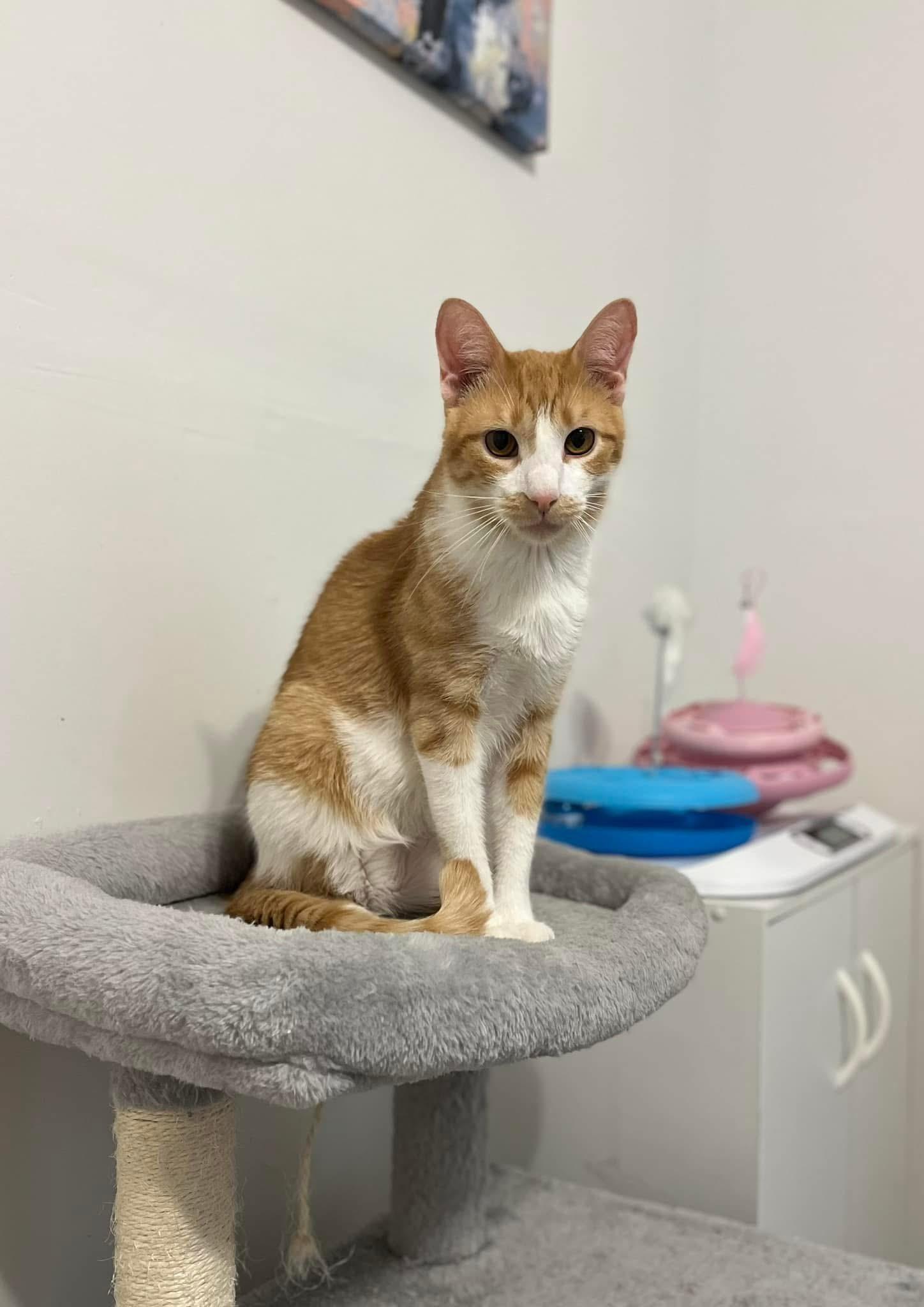 Enlarge Stuart, an adoptable mixed breed in Bridgeville, PA image 1/5