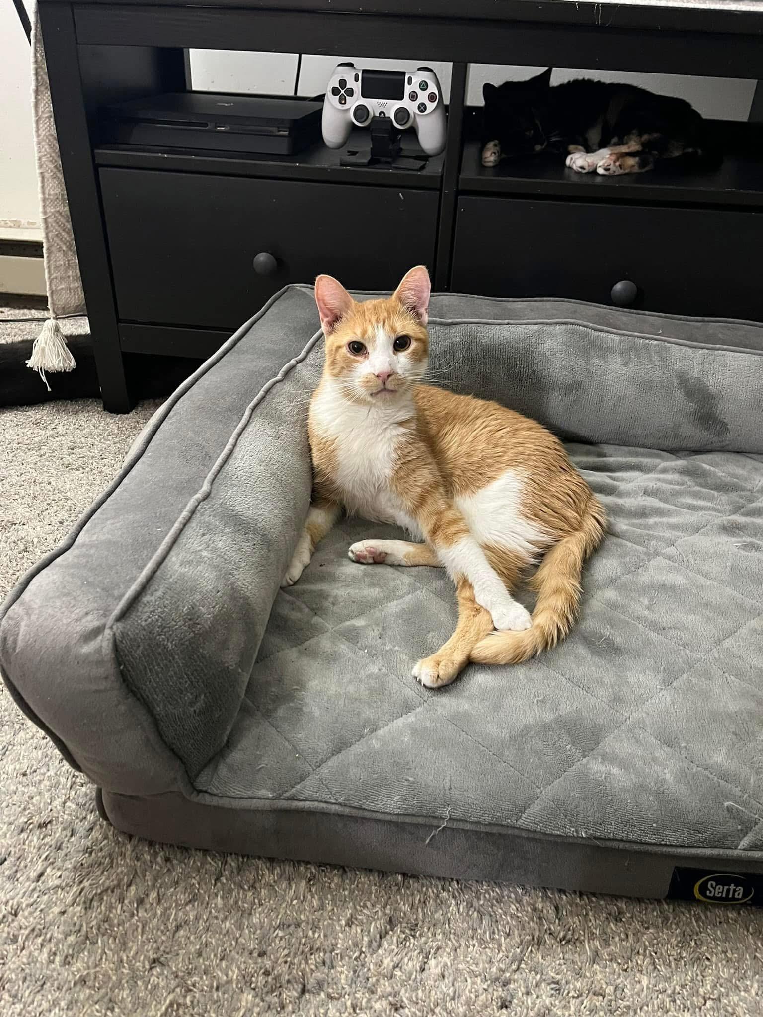 Enlarge Stuart, an adoptable mixed breed in Bridgeville, PA image 3/5