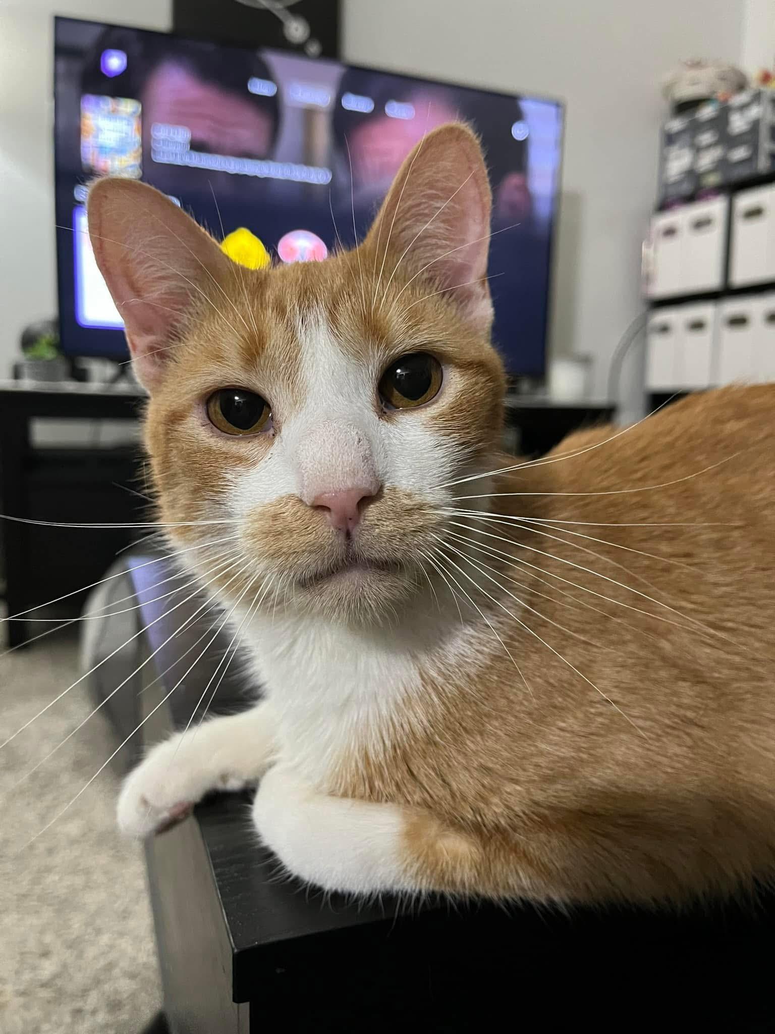 Enlarge Stuart, an adoptable mixed breed in Bridgeville, PA image 4/5