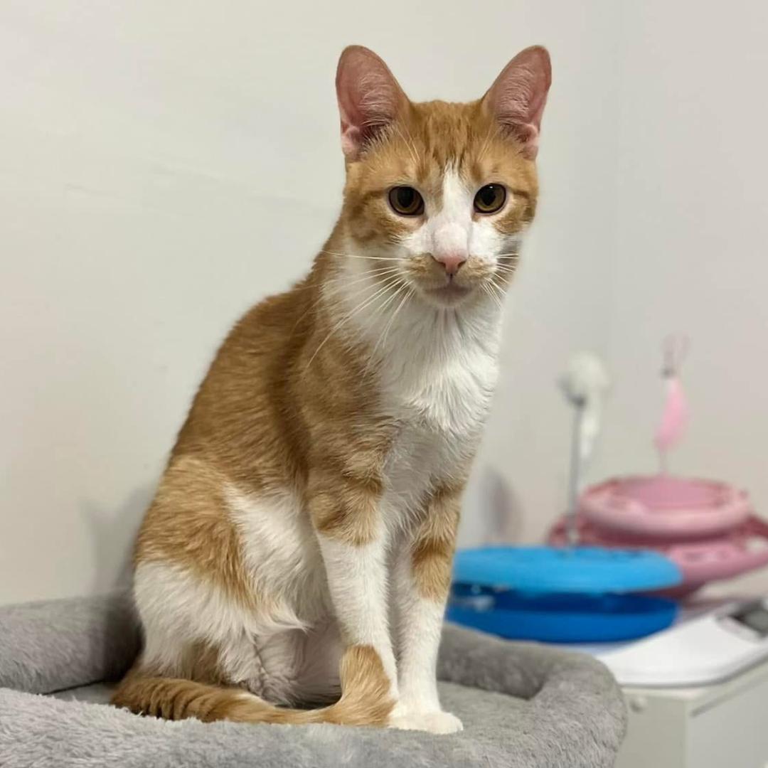 Enlarge Stuart, an adoptable mixed breed in Bridgeville, PA image 1/5