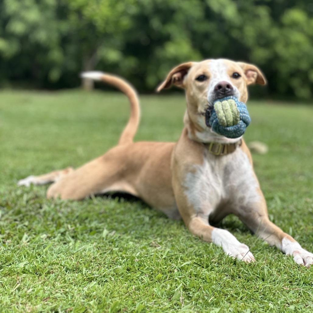 Enlarge Kiko, a Adoptable mixed breed in Keaau, HI image 1/6