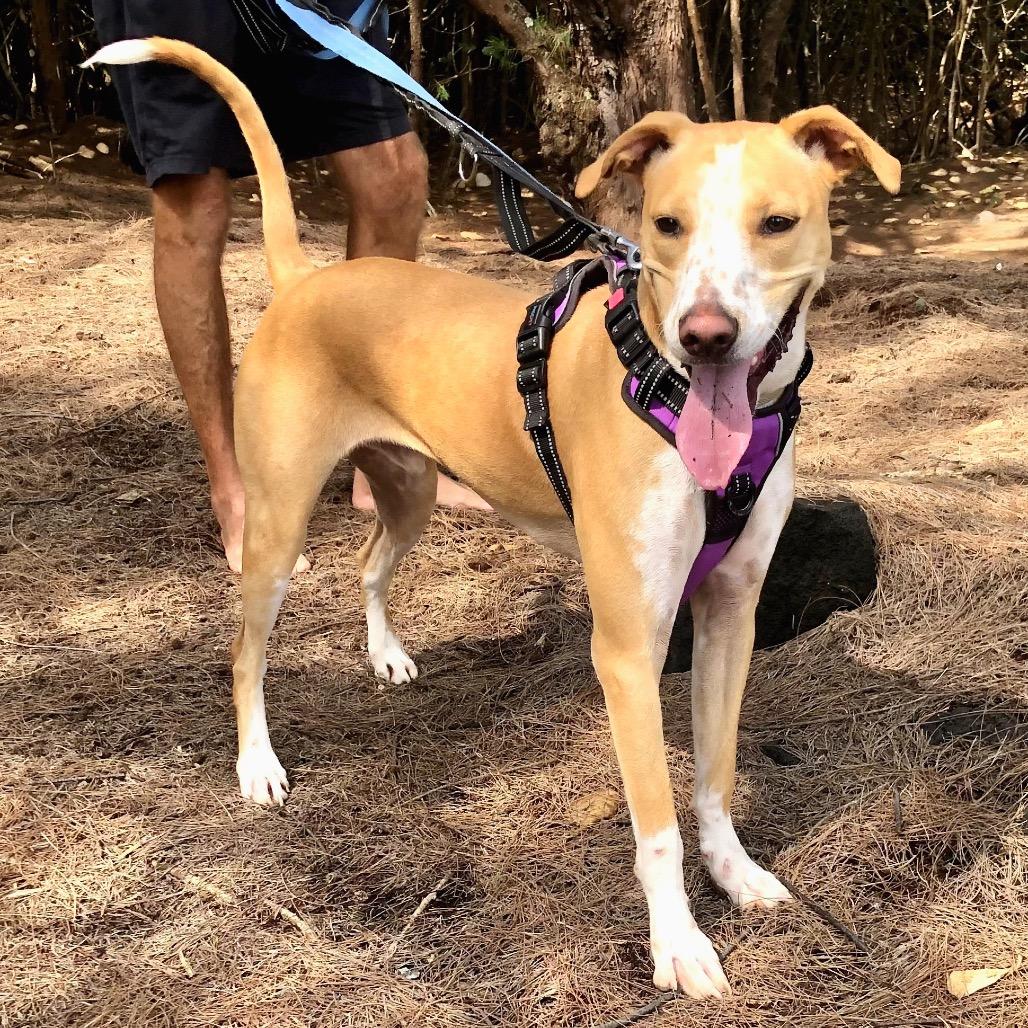 Kiko, a Adoptable mixed breed in Keaau, HI image 2/6