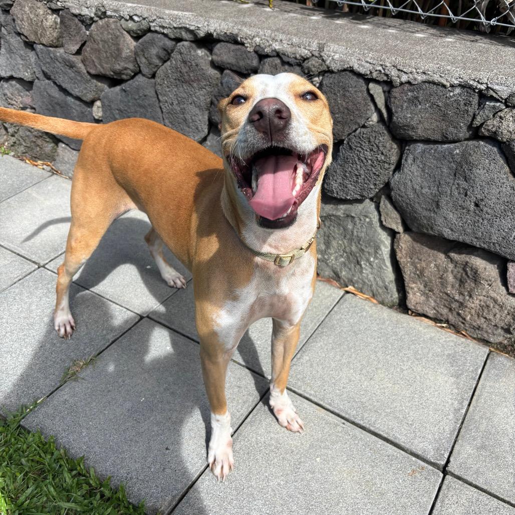 Enlarge Kiko, a Adoptable mixed breed in Keaau, HI image 2/3
