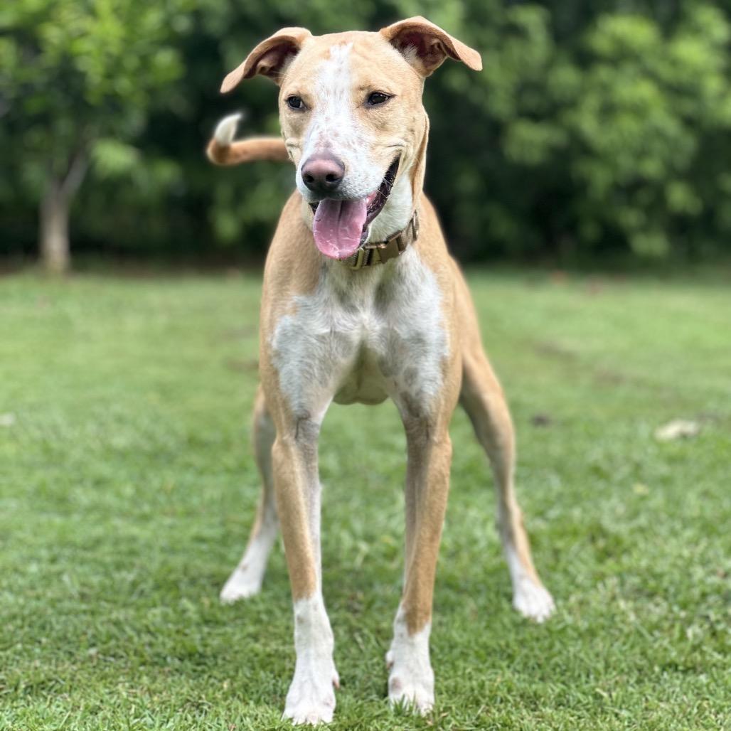 Enlarge Kiko, a Adoptable mixed breed in Keaau, HI image 3/6