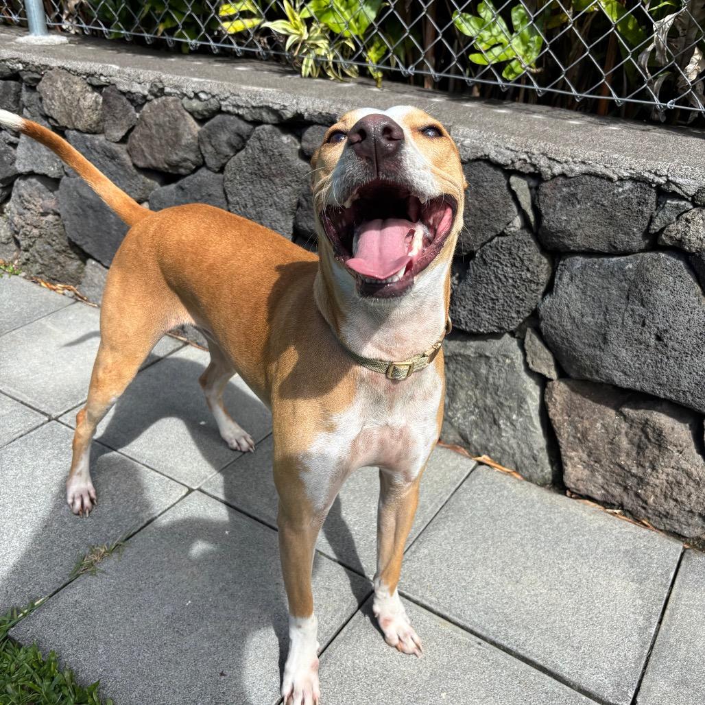 Enlarge Kiko, a Adoptable mixed breed in Keaau, HI image 3/3