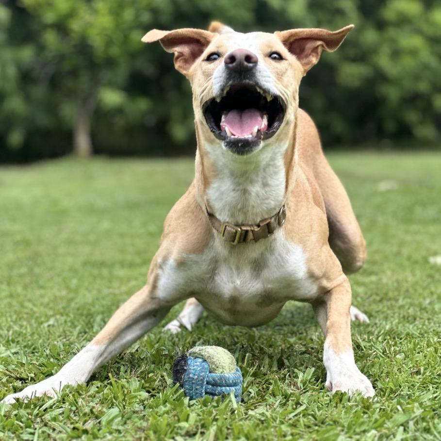 Enlarge Kiko, a Adoptable mixed breed in Keaau, HI image 4/6