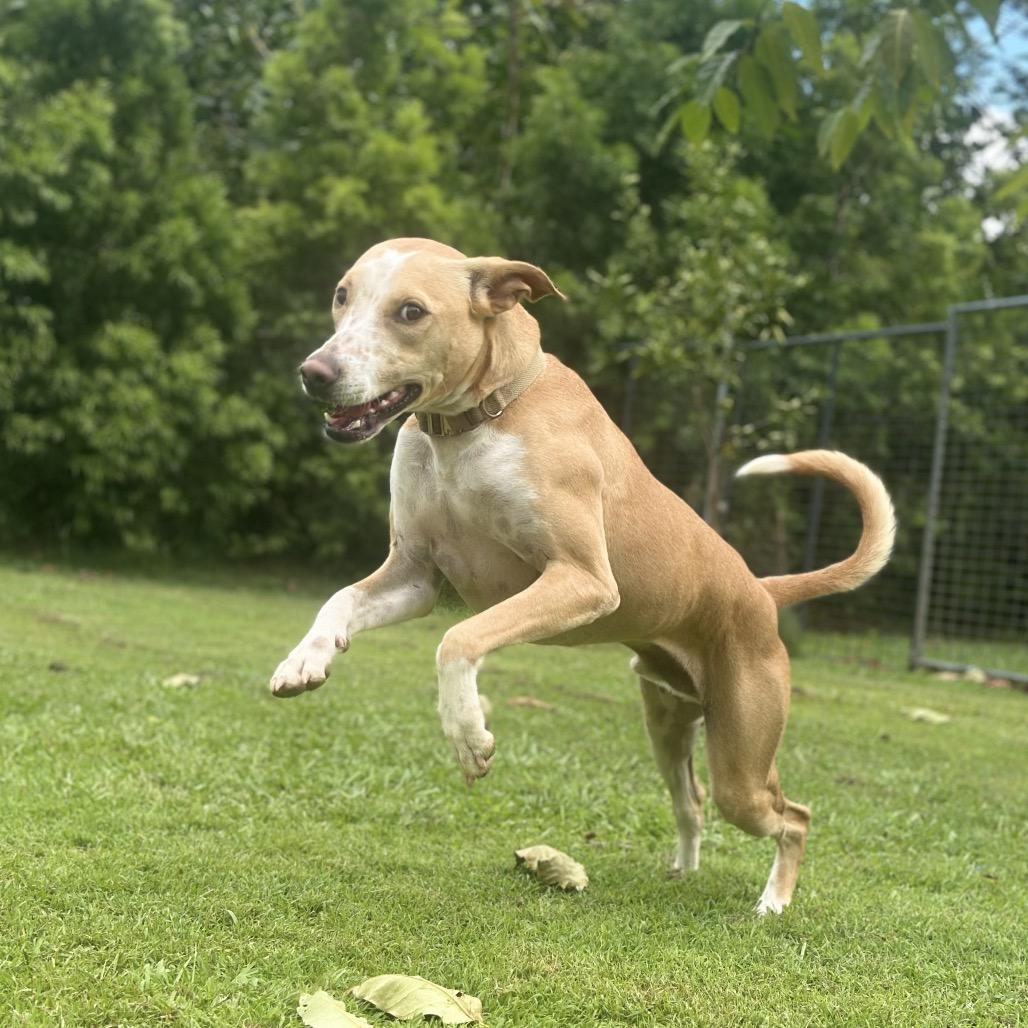Enlarge Kiko, a Adoptable mixed breed in Keaau, HI image 5/6