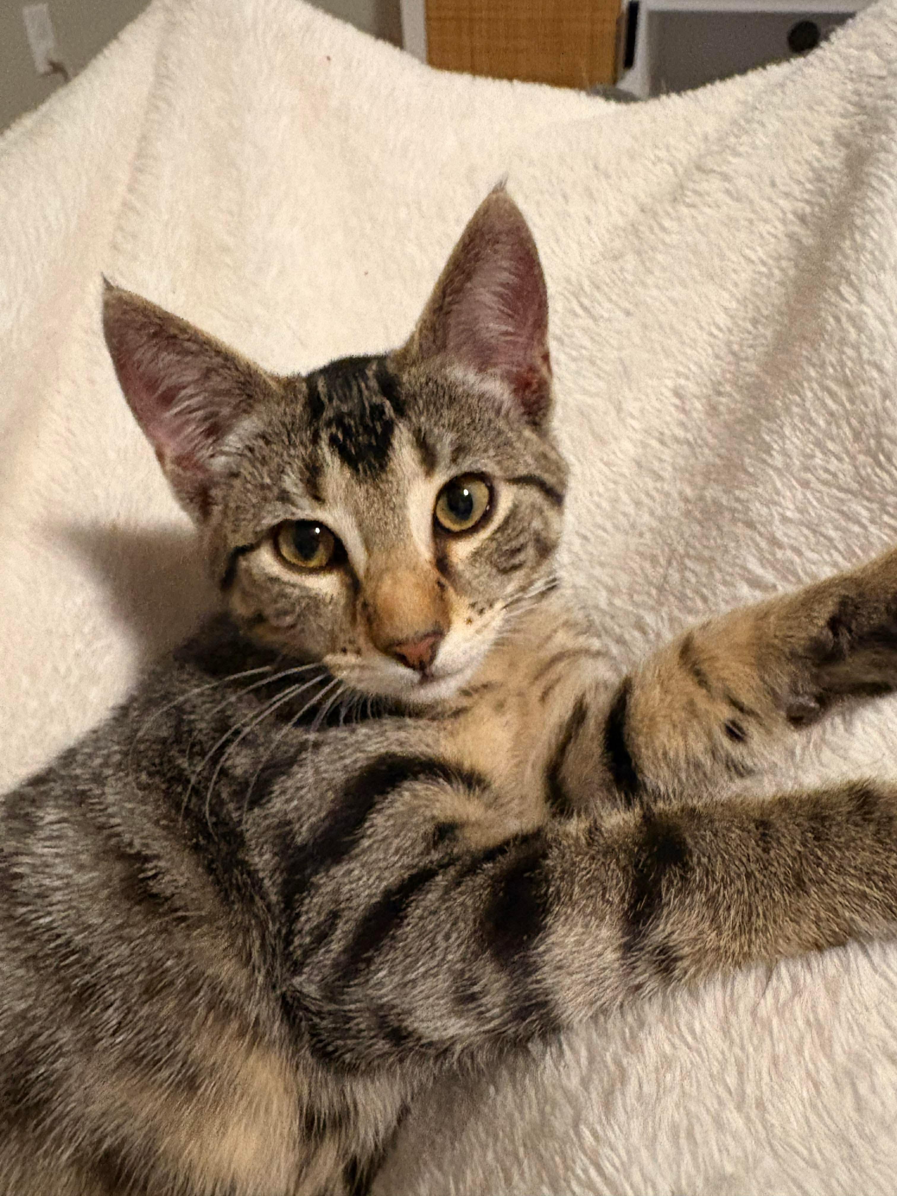 Hermia, a Adoptable Domestic Short Hair in Sioux Falls, SD image 2/2
