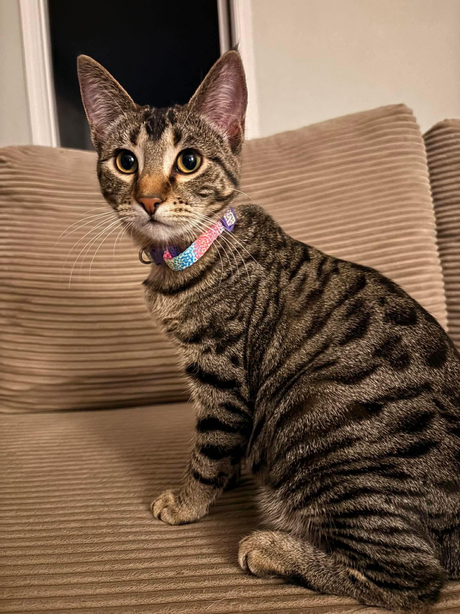 Hermia, Adoptable, Young Female Domestic Short Hair.