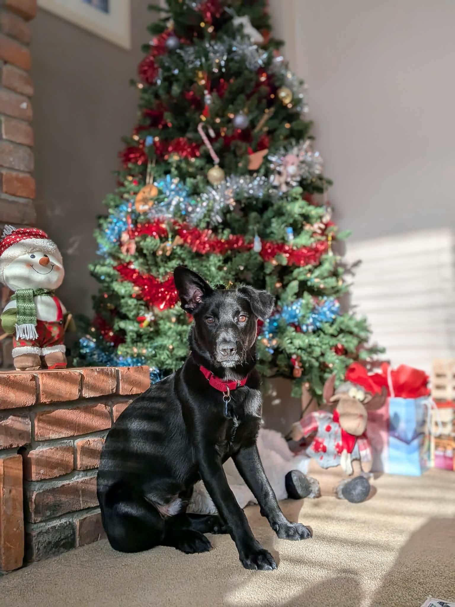 Enlarge Chilli, a ADOPTABLE mixed breed in St Catharines, ON image 2/5