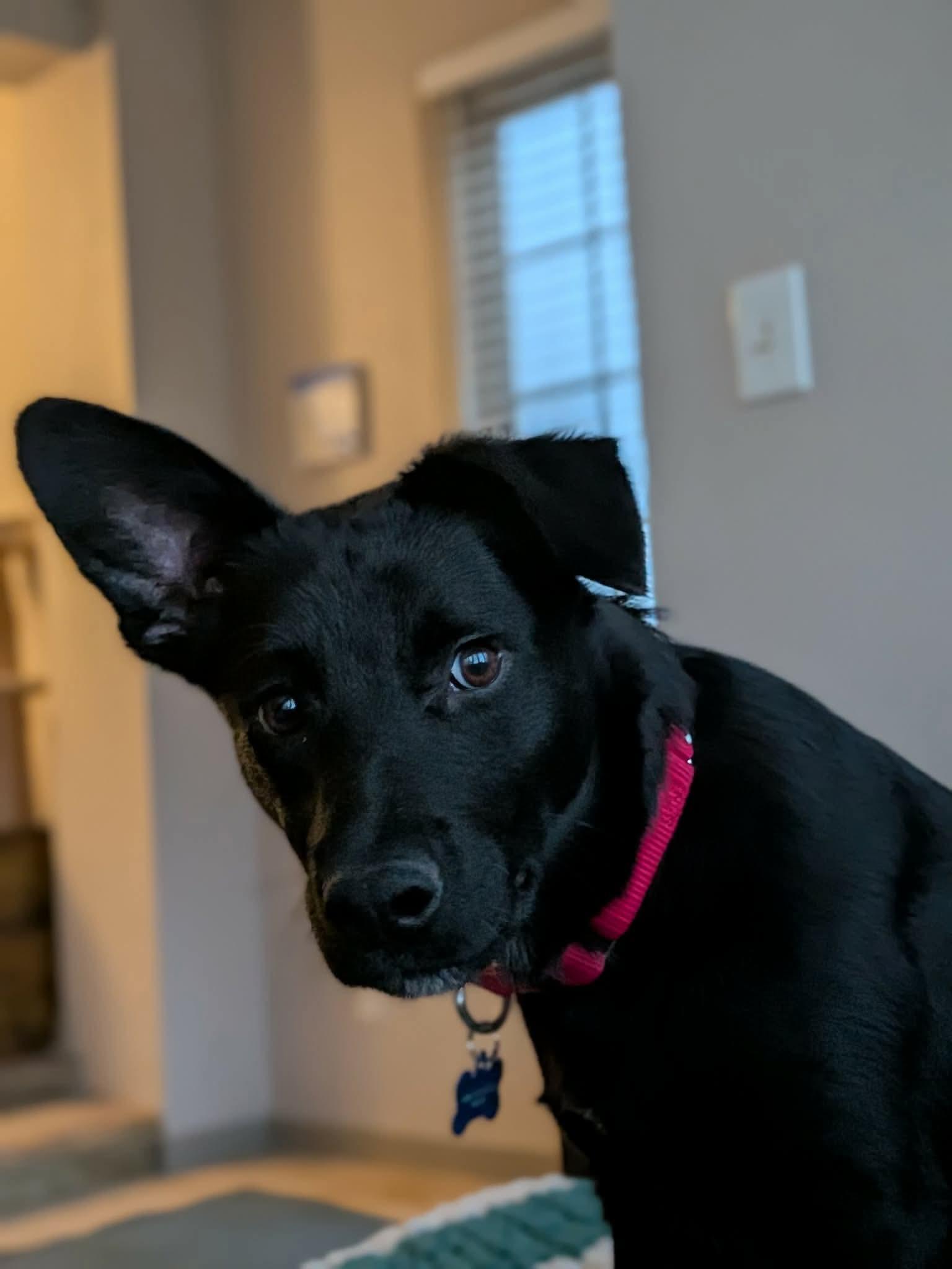 Chilli, ADOPTABLE, Young Male German Shepherd Dog.