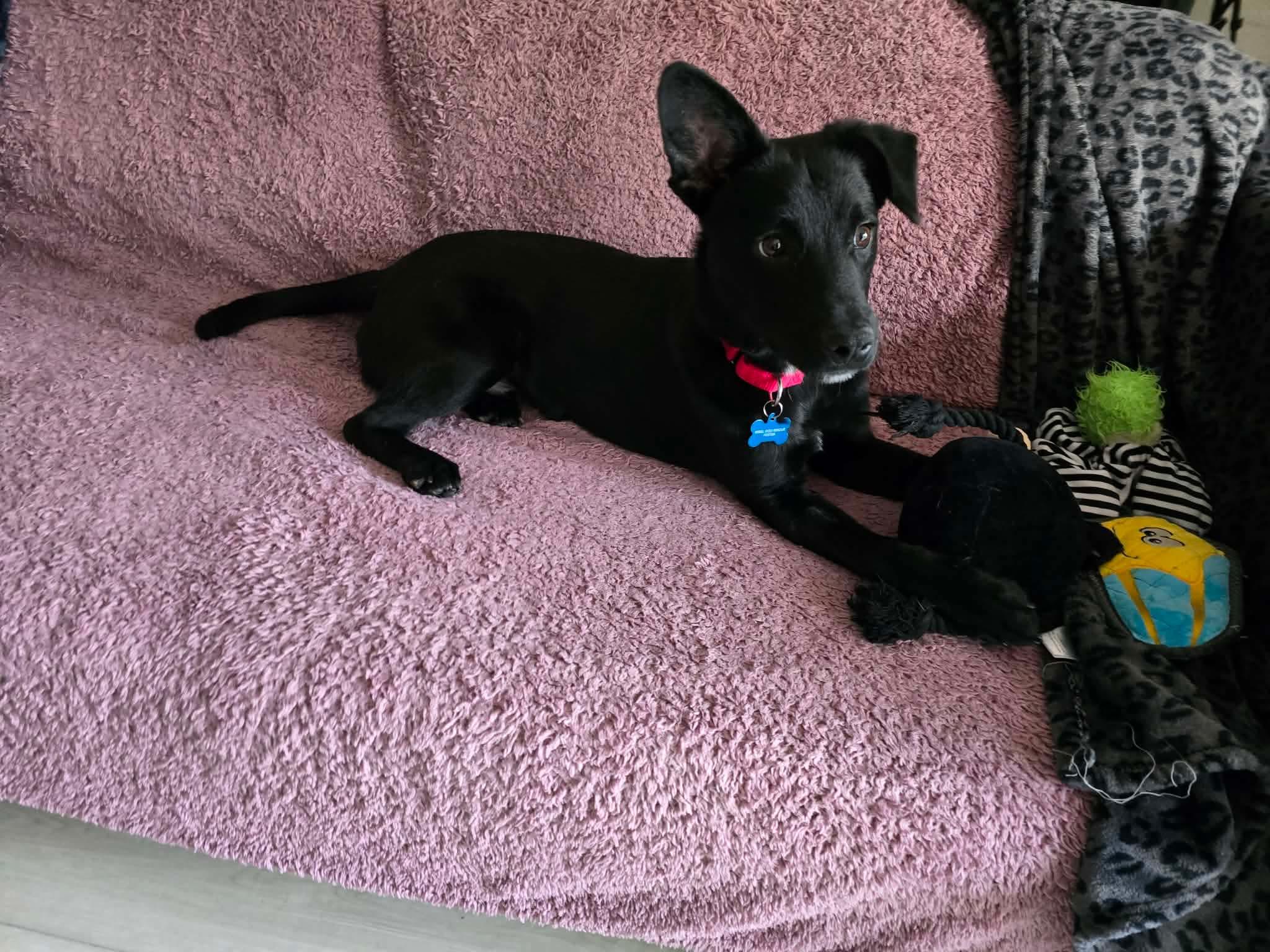 Enlarge Chilli, a ADOPTABLE mixed breed in St Catharines, ON image 5/5