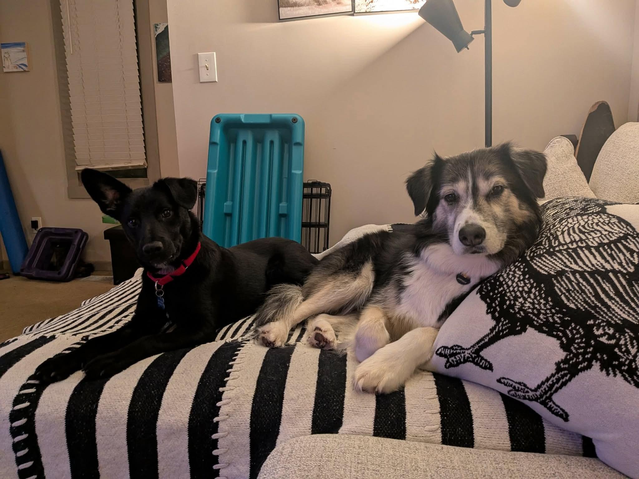 Enlarge Chilli, a ADOPTABLE mixed breed in St Catharines, ON image 3/5