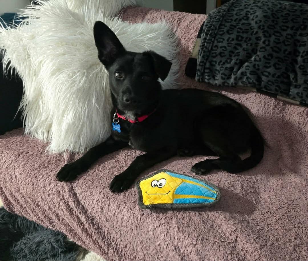 Enlarge Chilli, a ADOPTABLE mixed breed in St Catharines, ON image 4/5