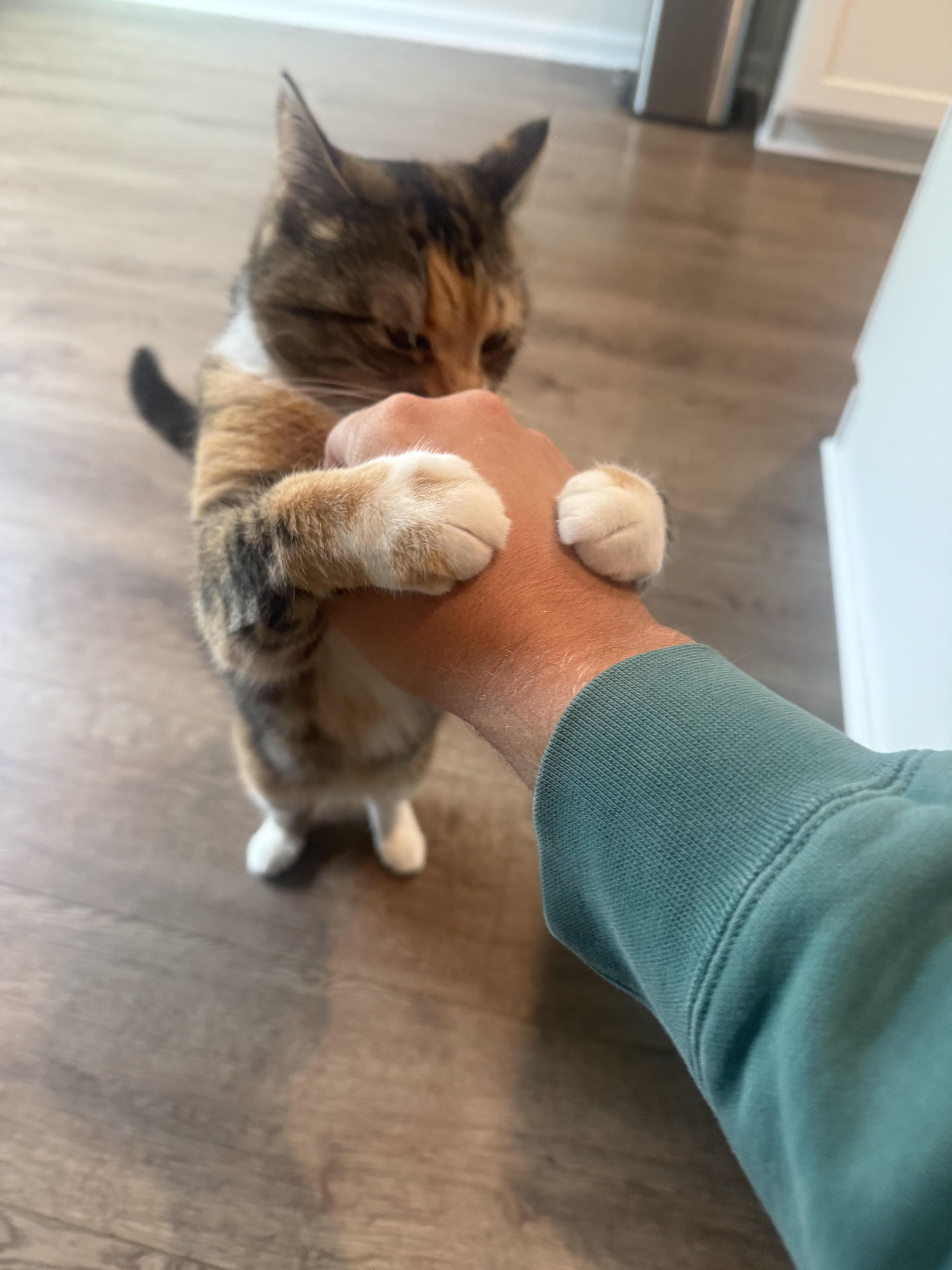 Enlarge Millie&Gypsy, a Adoptable Domestic Short Hair in Little River, SC image 1/5