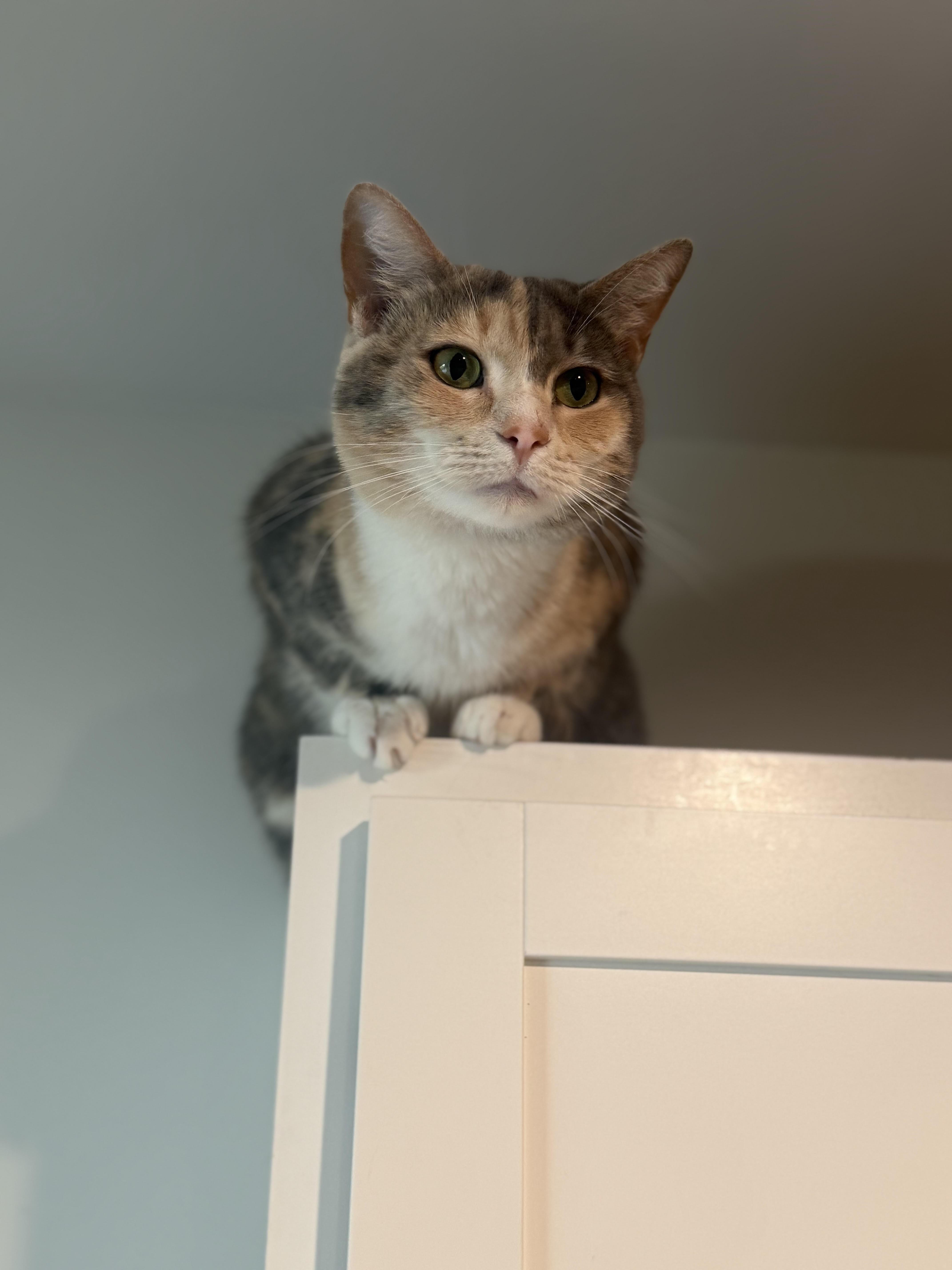 Enlarge Millie&Gypsy, a Adoptable Domestic Short Hair in Little River, SC image 2/5