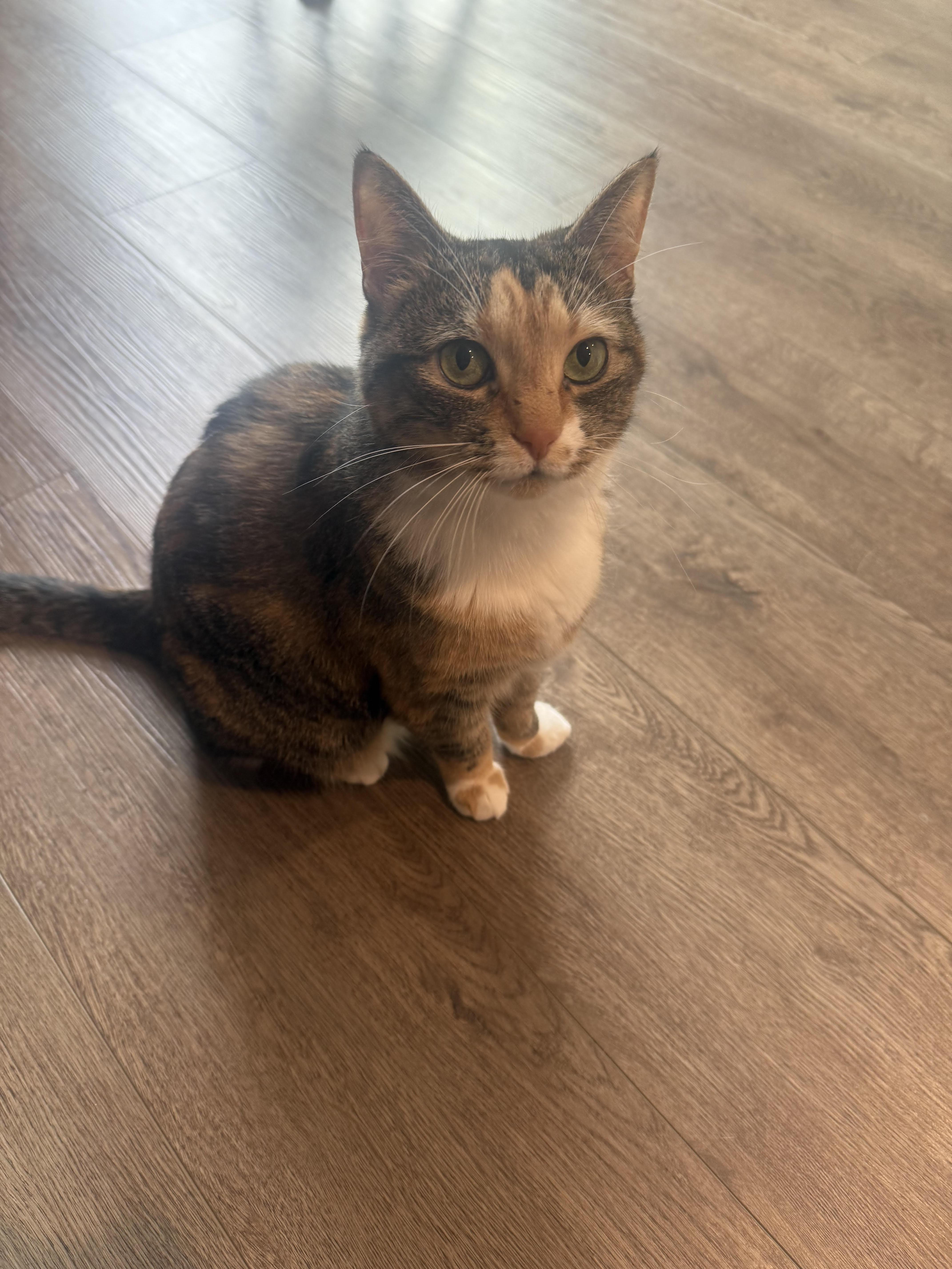 Enlarge Millie&Gypsy, a Adoptable Domestic Short Hair in Little River, SC image 5/5