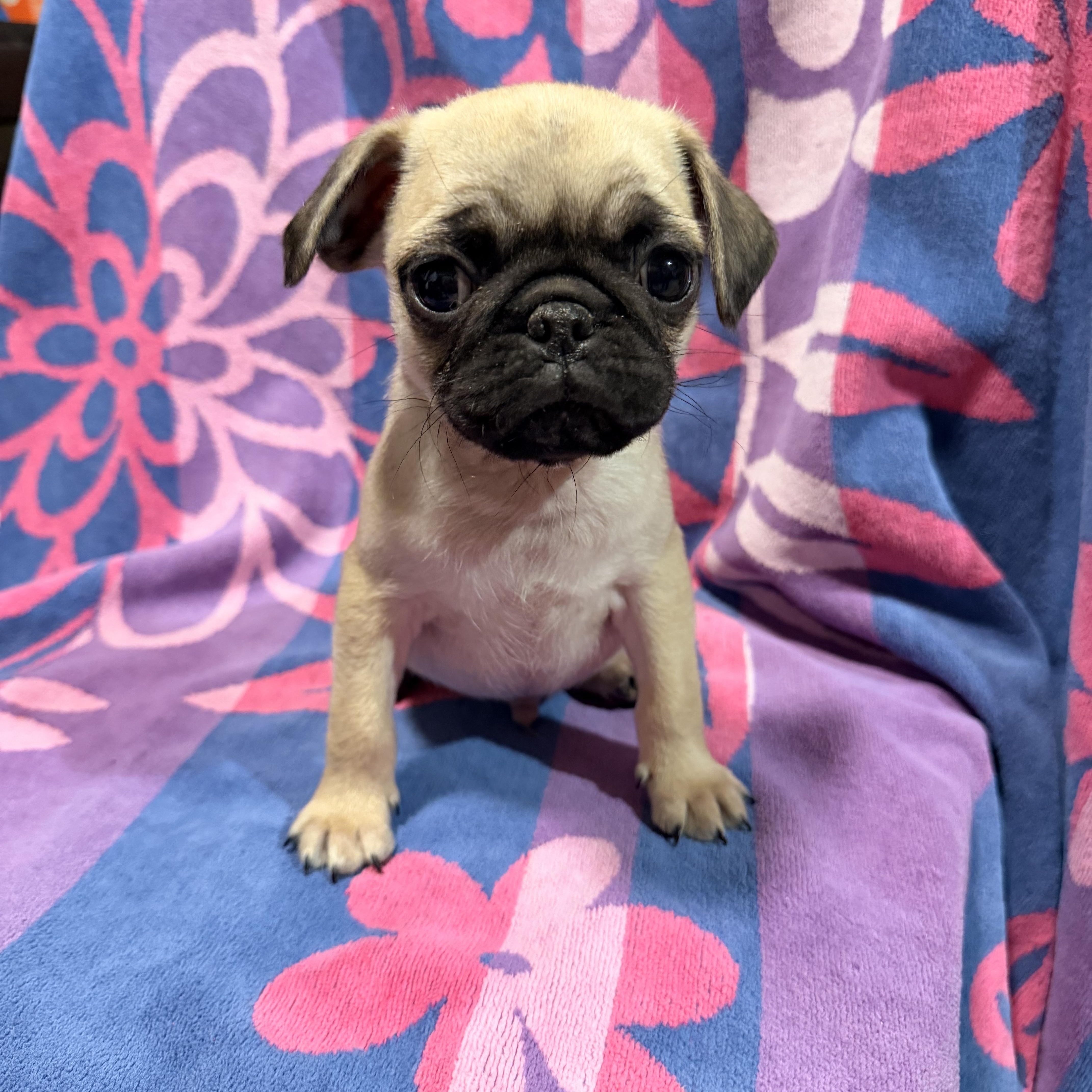 Pug puppies , ADOPTABLE, Puppy Male Pug.