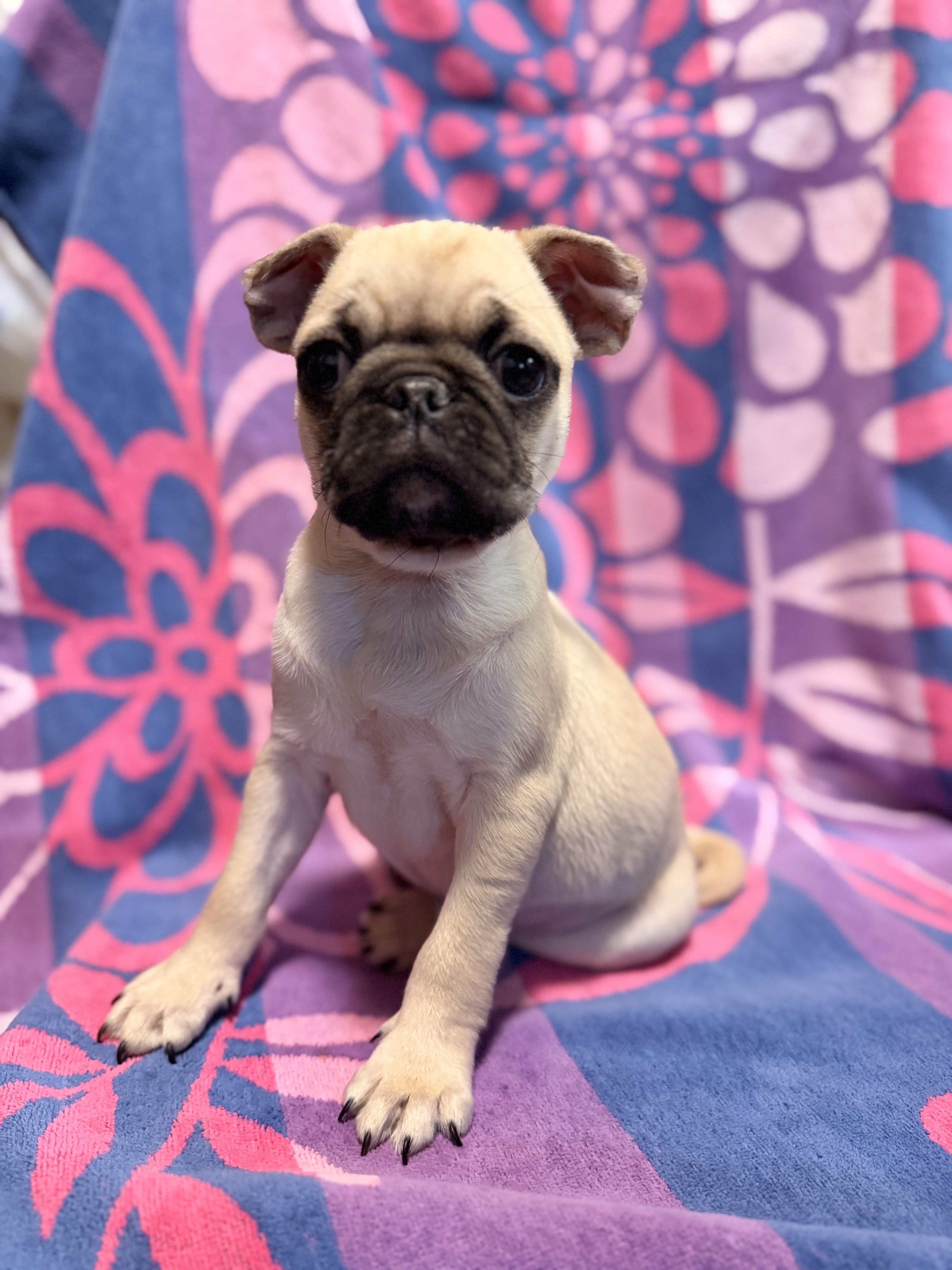 Pug puppies , a ADOPTABLE Pug in Moreno Valley, CA image 2/3