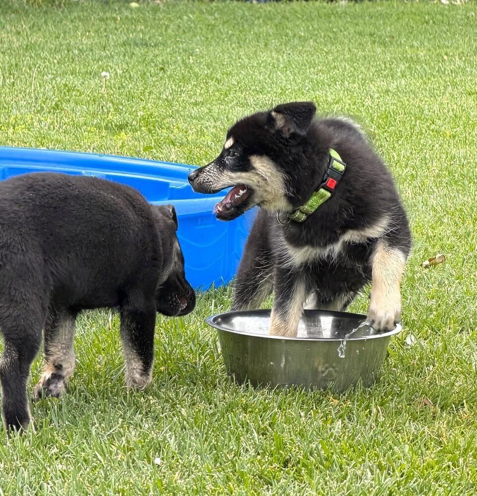Puppy Diego, Adoptable, Puppy Male German Shepherd Dog.