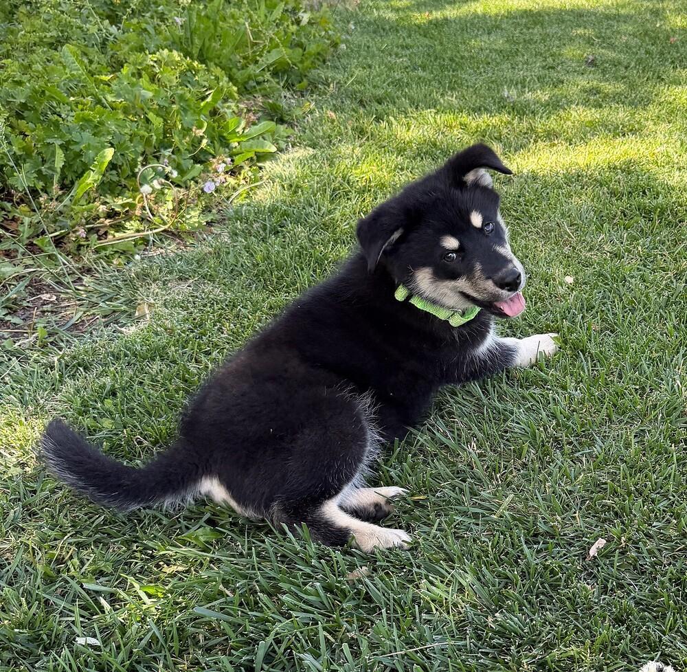 Puppy Diego, a Adoptable mixed breed in Fulton, CA image 2/6