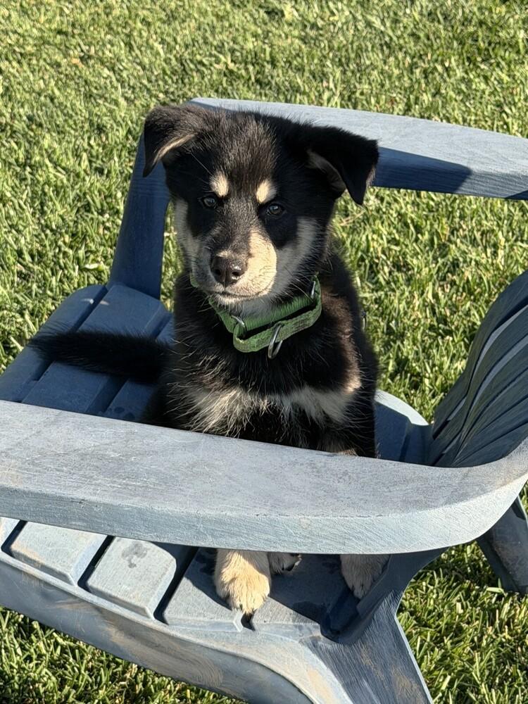 Puppy Diego, a Adoptable mixed breed in Fulton, CA image 5/6