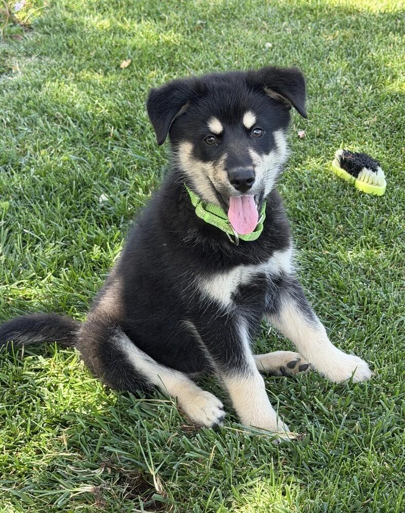 Puppy Diego, a Adoptable mixed breed in Fulton, CA image 6/6