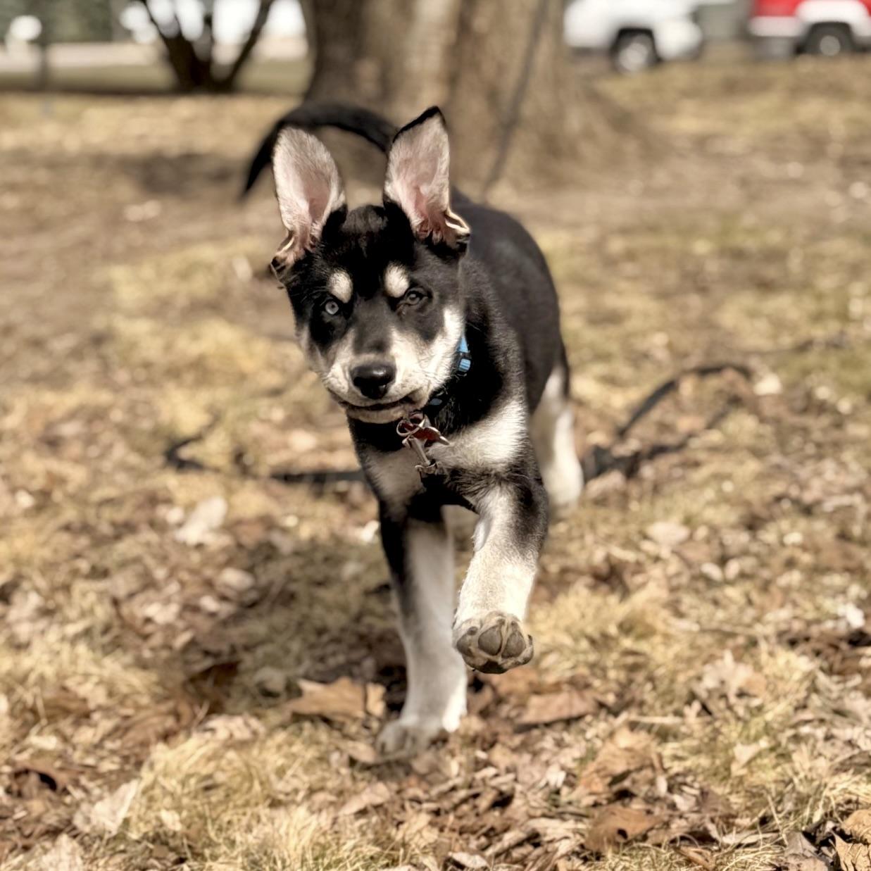 Enlarge Alexander Hamilton, a ADOPTABLE mixed breed in Prior Lake, MN image 4/6